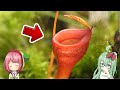 【癒し】食虫植物を高画質で眺めて癒される動画 (ウツボカズラ編)【食虫植物TV】