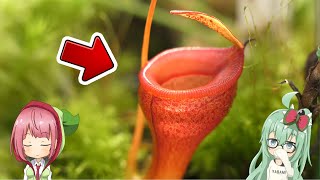 【癒し】食虫植物を高画質で眺めて癒される動画 (ウツボカズラ編)【食虫植物TV】