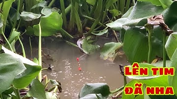 Câu Cá Tra Sông | Câu Kiểu Này Là Phải Dính Cá Nha | Fishing Miền Tây