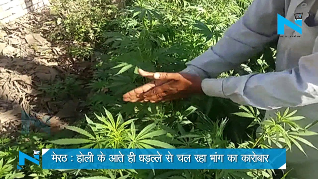Meerut As soon as Holi arrives cannabis business is going on in full swing