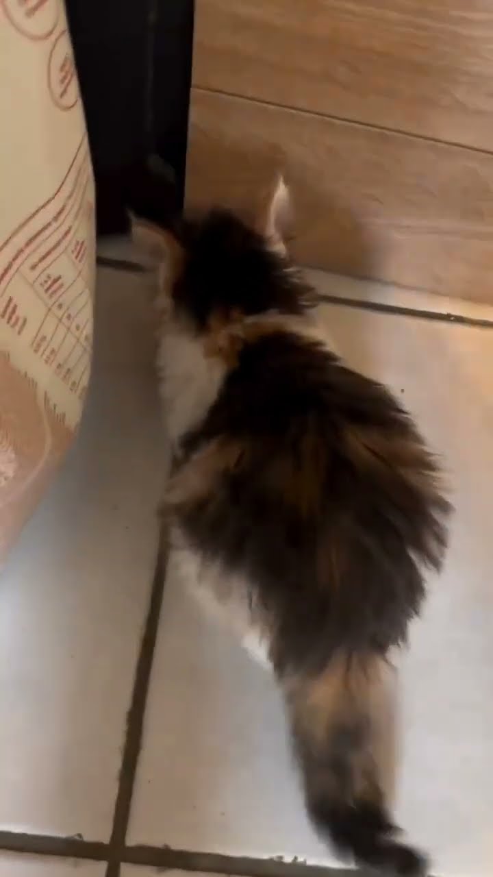 Bébé chaton très drôle ?????