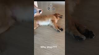 ieGeek Footage Adorable Golden Retrievedog  Leave Resolutely After Owner Stops Massagefunnylove