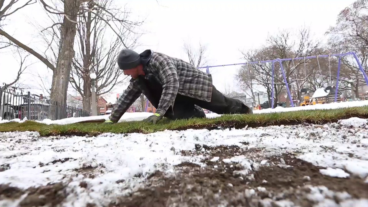 Laying sod in the snow not outrageous