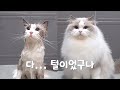 99%털 1%고양이 の動画、YouTube動画。