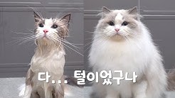 랙돌열한스푼 - YouTube 랙돌열한스푼 - Youtube