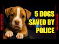 5 Dramatic Dog Rescues Caught on Police Bodycam – Real Life Saves That’ll Melt Your Heart!