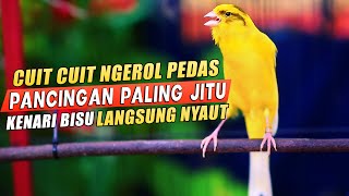 PANCINGAN KENARI GACOR Cuit CUIT BIRAHI UNTUK TERAPI & MASTERAN Kenari PAUD AGAR BUNYI DAN NGEROL