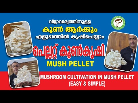 # mushroom pellet # പെല്ലറ്റ് കൂൺ കൃഷി # Mush pellet # Mushroom world# Mushroom cultivation #