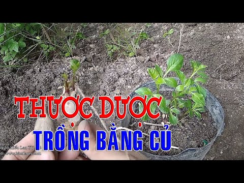 Video: Gladioli (90 ảnh): Củ Của Cây Xiên Trông Như Thế Nào? Làm Thế Nào để Tuyên Truyền Nó? Hoa Tương Tự Như Lay ơn, Bố Cục đẹp Trong Vườn