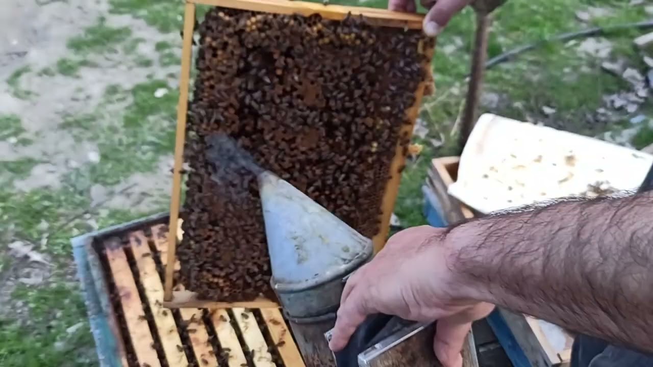Asan bölmə üsulu, bölmənin yoxlanması. Arı sancması necə olur? 7.00 , 8.42 . Gənc arıçılar üçün