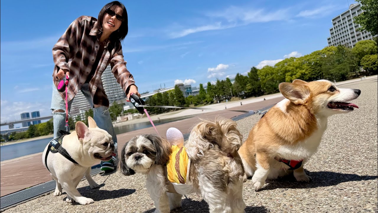 愛犬たち大集合でお散歩したらキャラ濃すぎてずっとおもろかわいいのなに