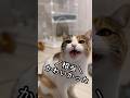 今日のおしゃべり小町。小町の仔猫時代に思いを馳せる。