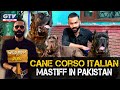 Cane Corso Italian Mastiff In Pakistan I Wild Pets With Aun I Season 2 | 29 November 2020