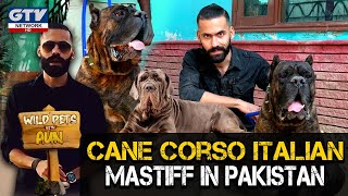 Cane Corso Italian Mastiff In Pakistan I Wild Pets With Aun I Season 2 | 29 November 2020