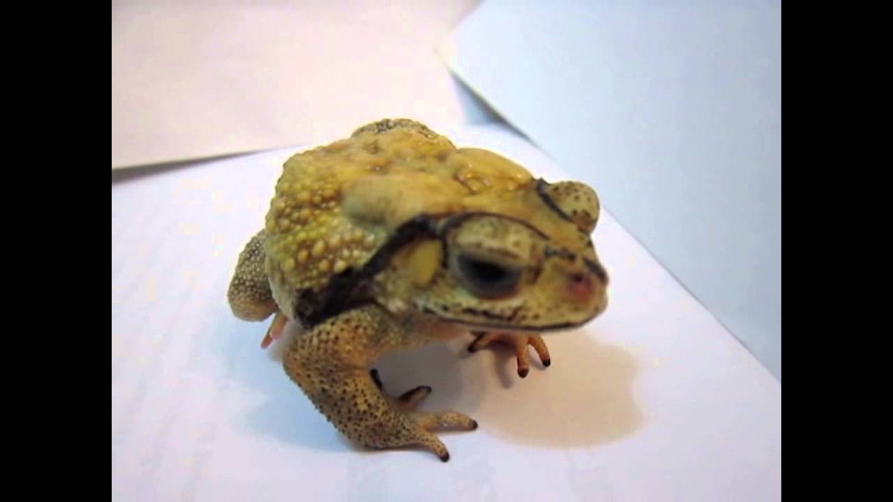 可愛いかえる動画集めました Cute Frog 2 Youtube