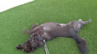 Wolfdog Loves AstroTurf by Sarah and the Wolves 82,401 views 4 years ago 58 seconds