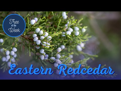 Video: Eastern Red Cedar Tree-informatie: groeiende Eastern Red Cedars in het landschap