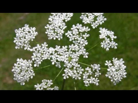 Video: Lekovita Upotreba Lijekova U Veterini