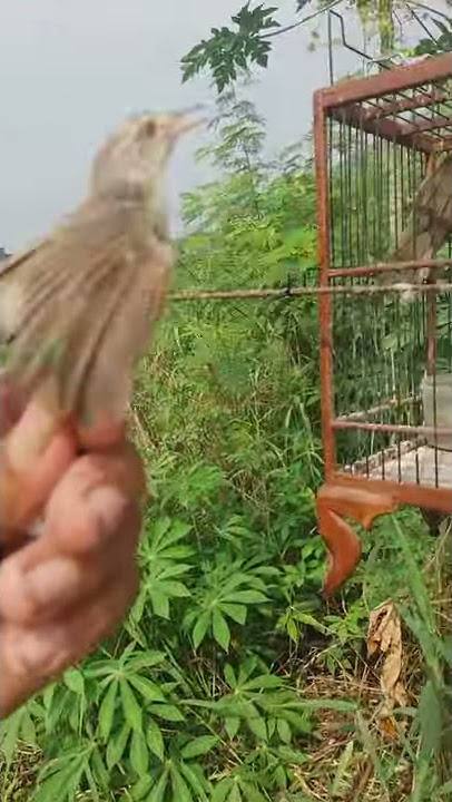 pikat prenjak sawah dapat matap