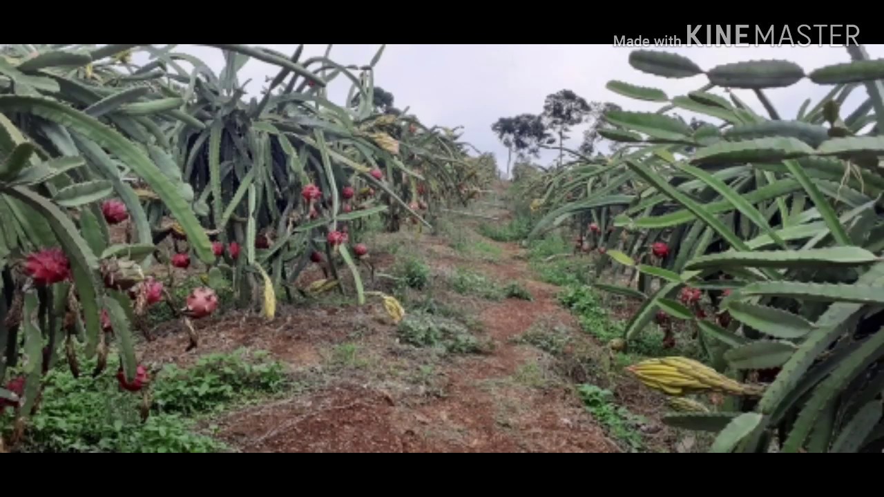 Kakikeren 085865218921 Bantul Yogyakarta Kanutan Rt07