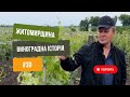Виноградарство та виноробня на Житомирщині Дивимось навчаємось