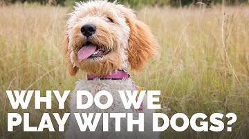 Why Do We Play With Dogs?