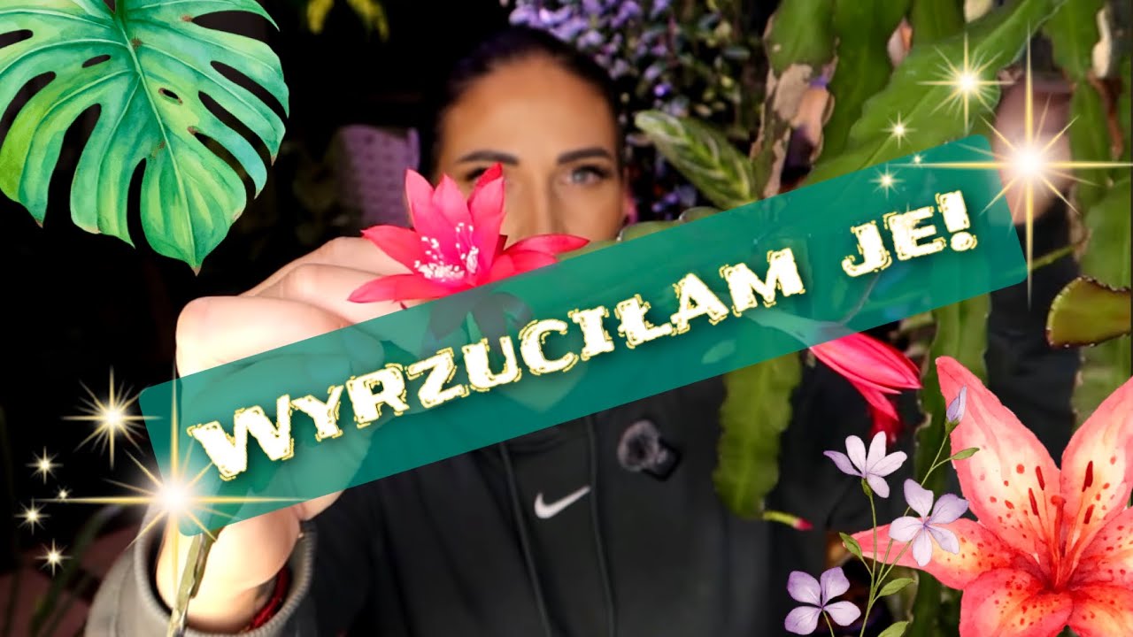 WYRZUCIŁAM Rhipsalisy, Epiphyllum i inne, a gościnnie @Loveplants @Moje badyle