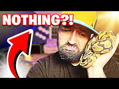Do Ball Pythons Feel Fear Trust?! NOT What You Think!