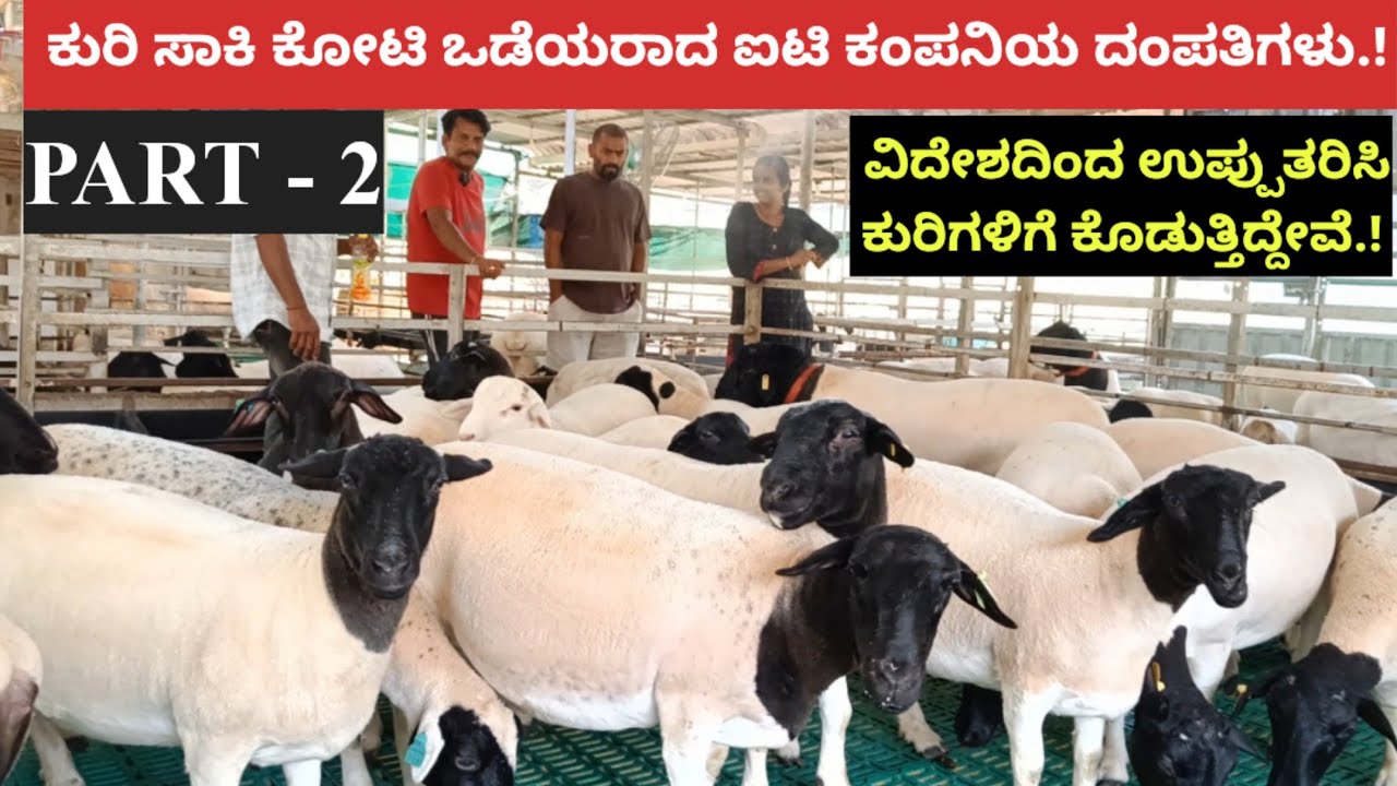 ವಿದೇಶದಿಂದ ಉಪ್ಪುತರಿಸಿ ಕುರಿಗಳಿಗೆ ಕೊಡುತ್ತಿದ್ದೇವೆ.!ಕುರಿ ಸಾಕಿ ಕೋಟಿ ಒಡೆಯರಾದ ಐಟಿ ಕಂಪನಿಯ ದಂಪತಿಗಳು.!