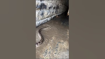 "Terrible Python Snake Action: An Interesting View!" #reels #snakesaver #snakerepellent #wildlife