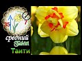 Самые красивые сорта НАРЦИССОВ.Топ-20.The most beautiful varieties of NARCISSOV