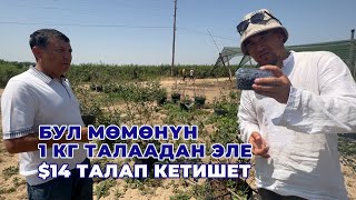 видео: Эң кирешелүү мөмө! Өзбек туугандар муну өстүрүп байып атышат картинка: Эң кирешелүү мөмө! Өзбек туугандар муну өстүрүп байып атышат