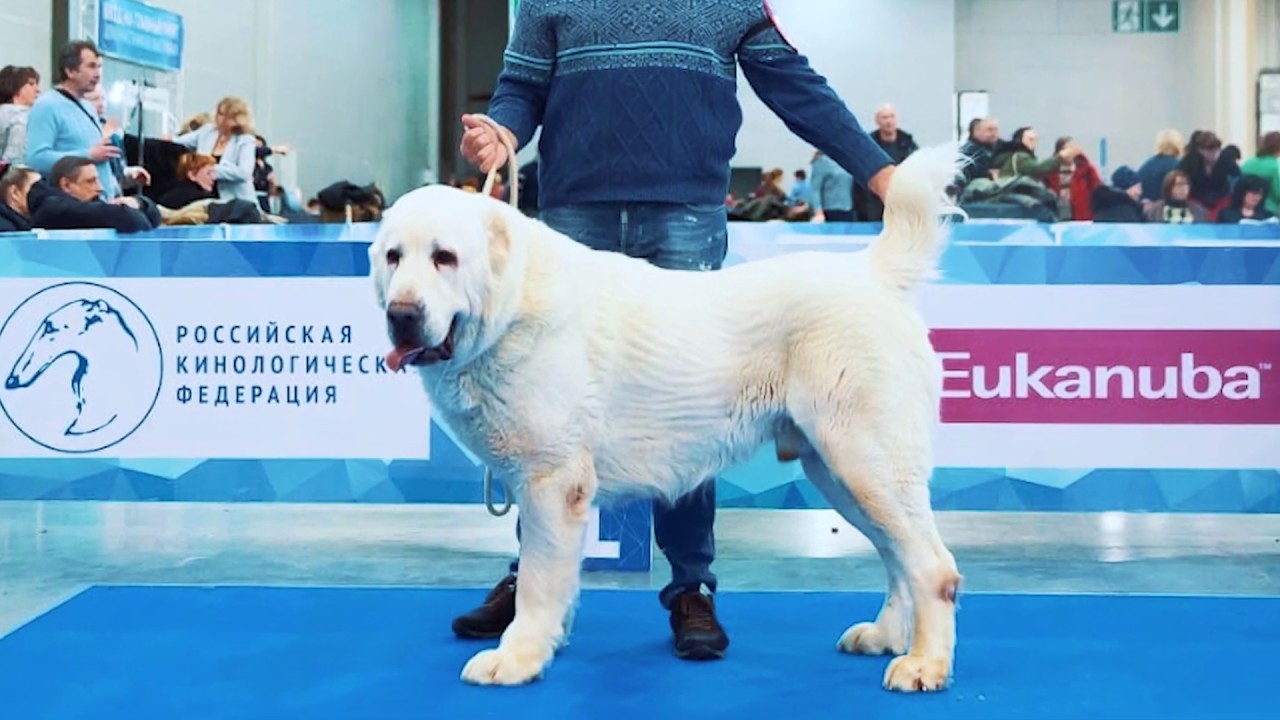 ⁣«Алабай 62» на интернациональной выставке собак «Евразия 2019»
