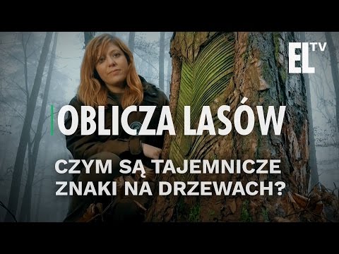 Wideo: Otwarty Dostęp Do Genomów Drzew: ścieżka Do Lepszego Lasu