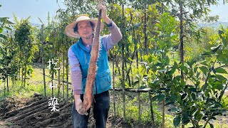 挖採山藥 | 挖出《山藥雙胞胎》
