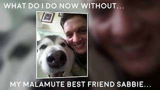 What do I do now without my Malamute best friend Sabbie...