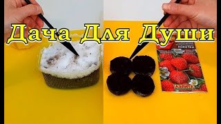 ЛУЧШИЕ способы посева КЛУБНИКИ!🍓🍓🍓