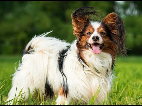 Smartest Dog Breeds - Most Intelligent Dogs | FunnyDog.TV Smartest Dog Breeds - Most Intelligent Dogs | FunnyDog.TV