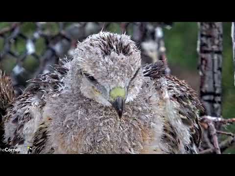 Video: ¿Cuándo migran los halcones de cola roja?