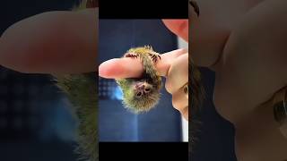 World's Tiniest Monkey Pet 🐒