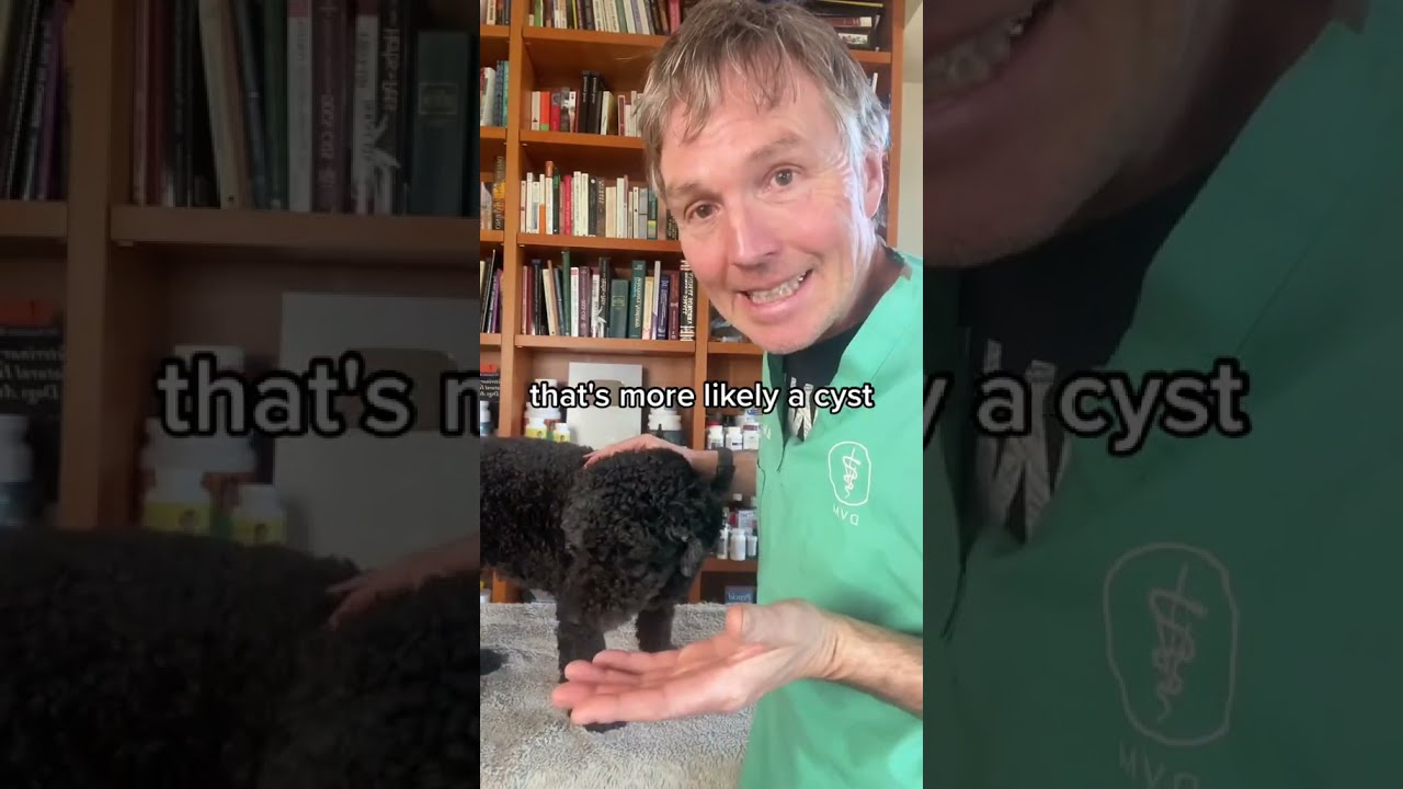 How You Can Tell If Your Dog Has Cancer
