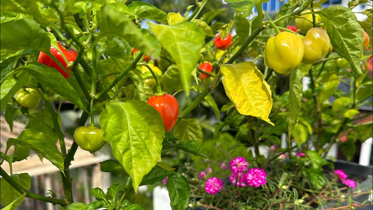 ගෙදර පොඩි ඉඩේ මෙච්චර ඵලදාවක් 😍මගේ වගාවෙන් උයපු රසම රස කෑම 😋😍| rooftop garden |healthy eating 