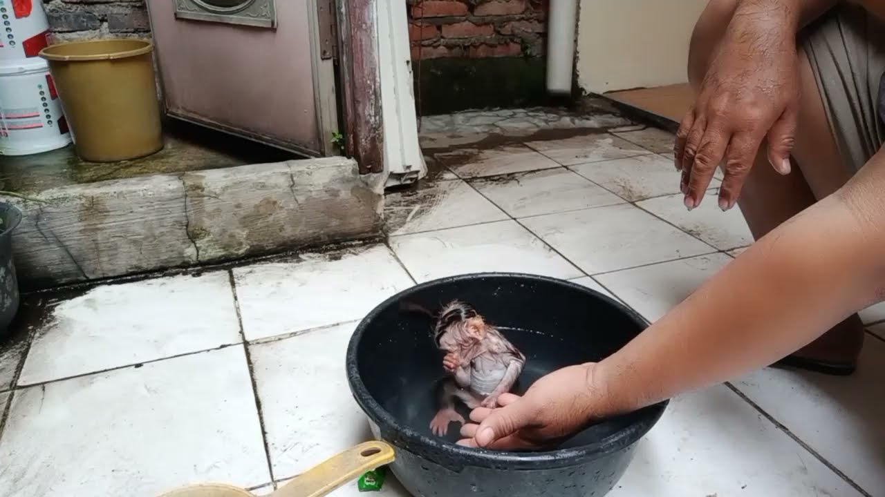 Mengenalkan Air Kepada Bayi Monyet