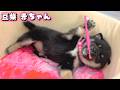 【豆柴犬】可愛いお姫の歯磨きデビュー!大きい赤ちゃんとも息ぴったり…“赤ちゃんと癒し”まめしば亭ブログvlog