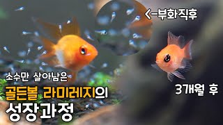 병아리를 닮은 열대어 골든볼 라미레지의 성장과정