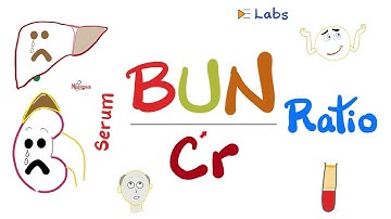 Serum BUN-to-Creatinine Ratio (BUN/Cr ratio) - Kidney Function Tests - Nephrology Labs