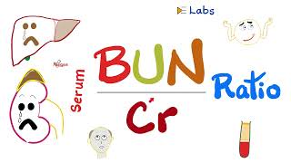 Serum BUNtoCreatinine Ratio (BUN/Cr ratio)  Kidney Function Tests  Nephrology Labs