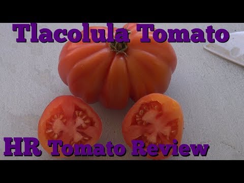 Video: Tomato Tlacolula: popis, fotografia, recenzie