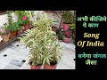 Song Of India plant care पर अभी कीजिए यह काम बढ़ेगा जंगल जैसा घना, Secret behind bushy Draceana plant