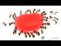 Ants vs Liquid Candy Timelapse